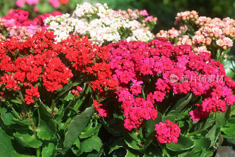全帧图像的开花燃烧凯蒂盆栽植物(kalancance blossfeldiana)在花园里，热带多肉植物，粉红色，白色和红色的花，花园背景，重点在前景